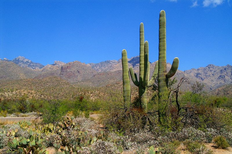 Sabino Canyon #11