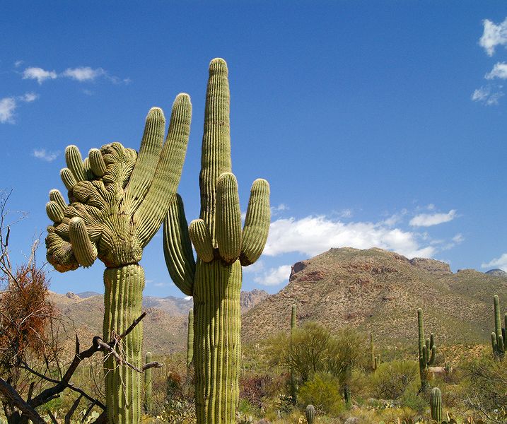 Sabino Canyon #12