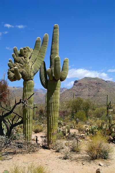 Sabino Canyon #13