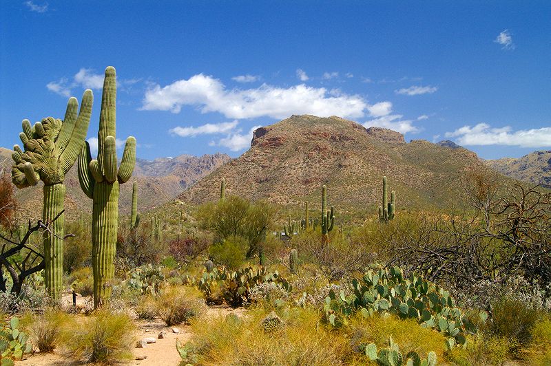Sabino Canyon #15