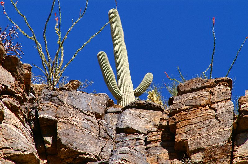 Sabino Canyon #16