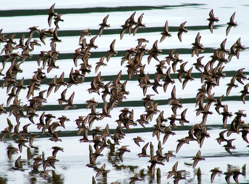 Western Sandpiper #1