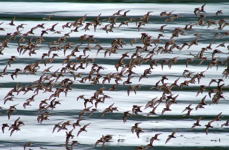 Western Sandpiper #2