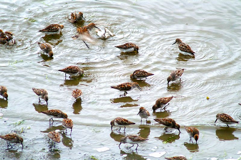 Western Sandpiper #4