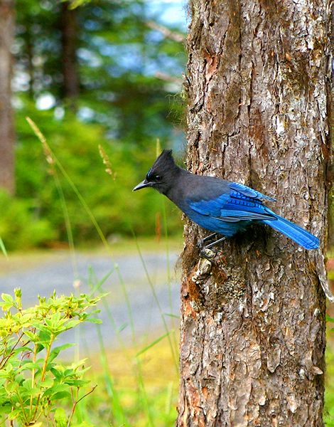 Stellers Jay #4