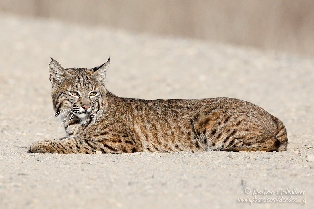 Bobcat