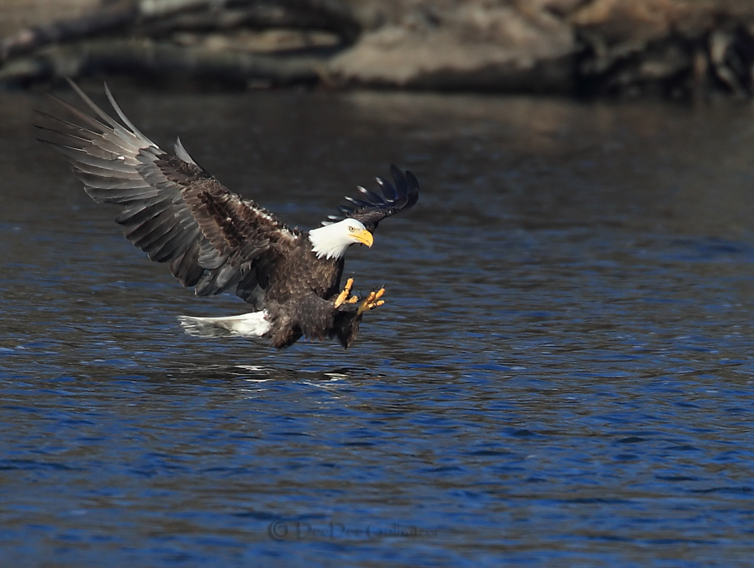 Bald Eagle About to Snatch Fish