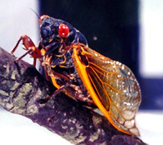 Cicada.jpg