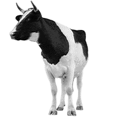 cow.gif
