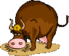 cow.gif