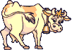 cow.gif