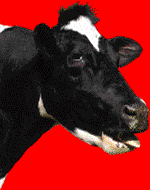cow.gif