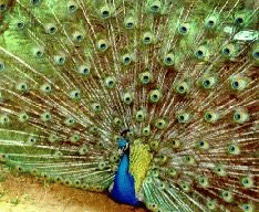 peacock.gif