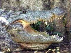 Croc Park.jpg