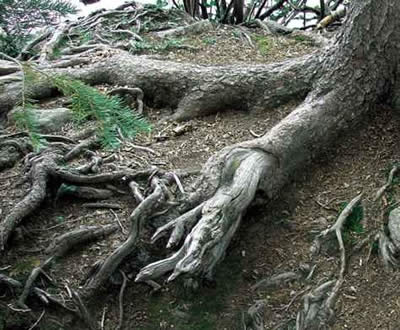 Estes Tree Roots.jpg