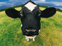 Mad cow.jpg