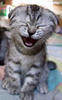 Funny_cat.jpg