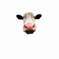C.gif
