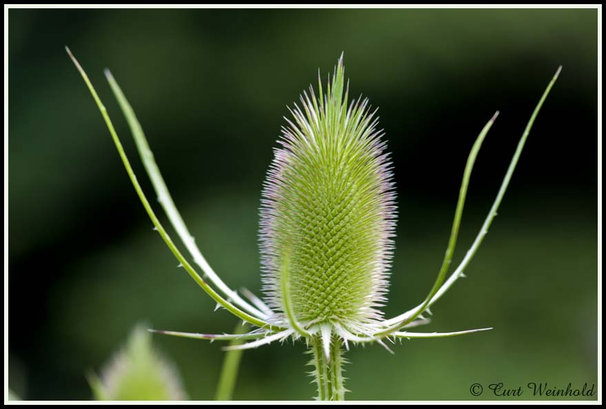 Teasel