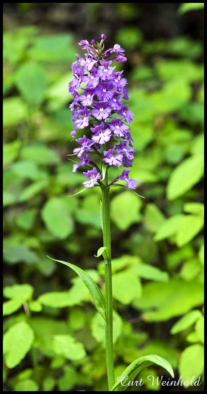 Purple Fringed Orchis 1