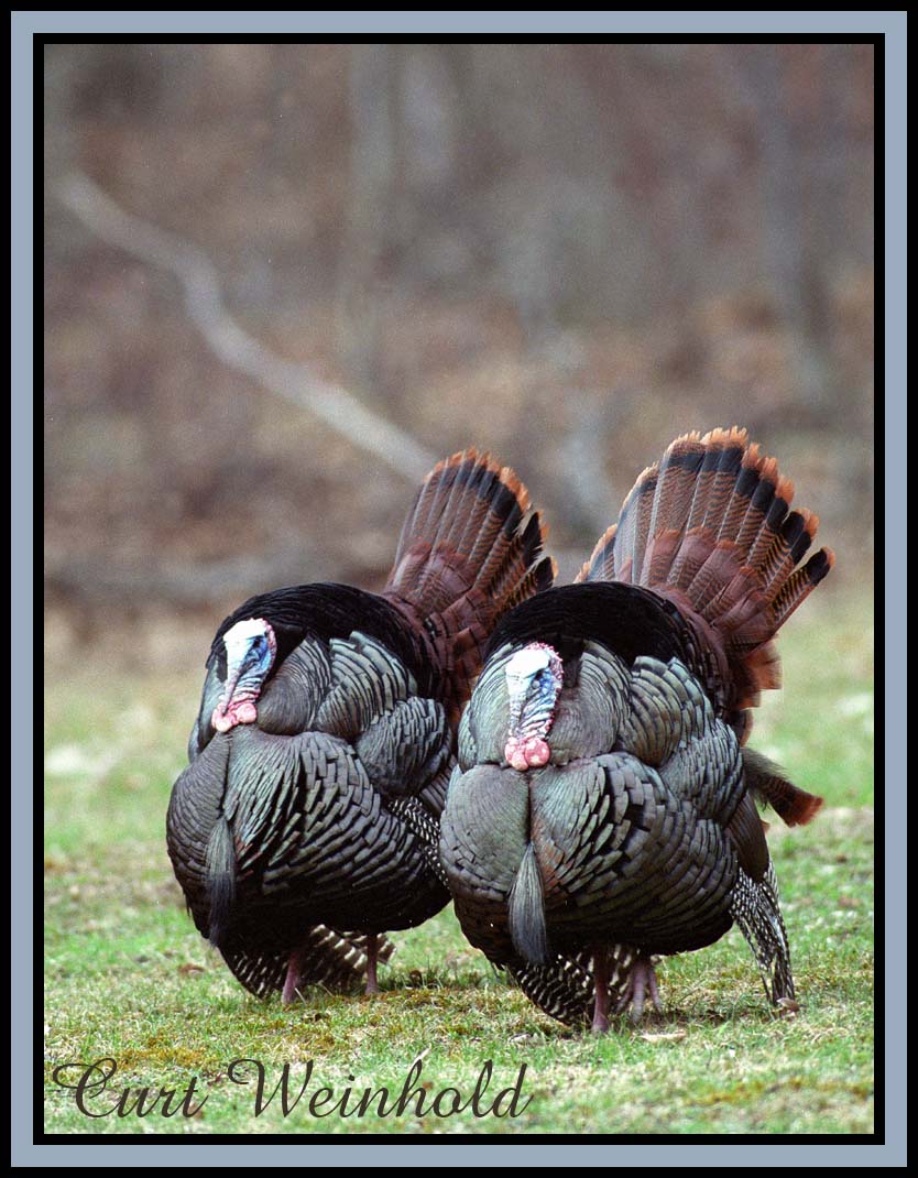 Two Gobblers