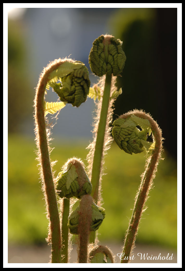 Fiddleheads of Interrupted Fern