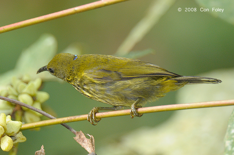 Sunbird, Purple-naped (male)