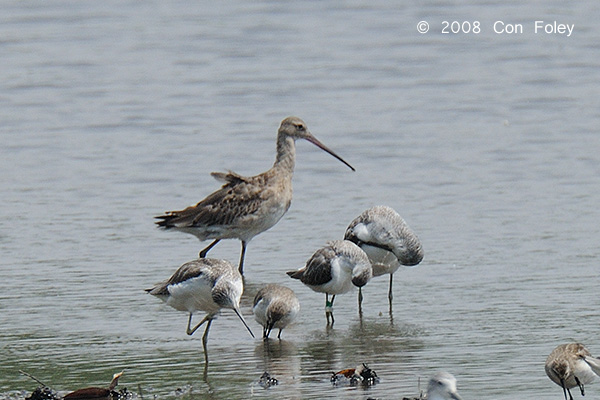 Godwit, Black-tailed @ Sungei Buloh