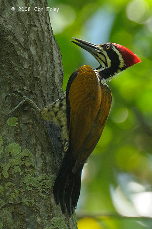 Goldenback, Greater (male) @ Tanjung Piai