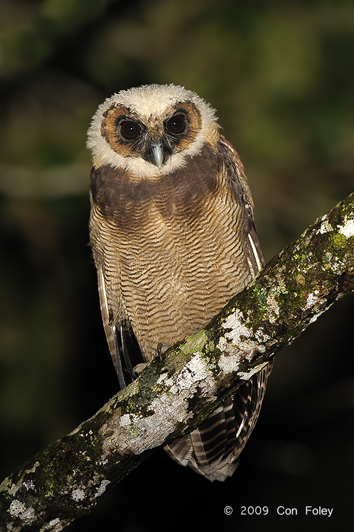 Owl, Brown Wood (juvenile) @ army camp