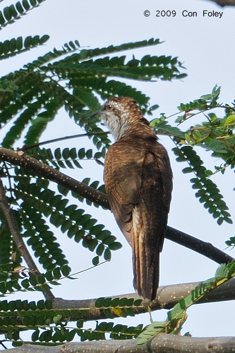 Cuckoo, Banded-Bay @ NTL2