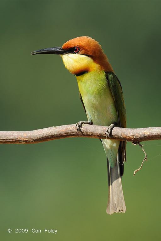 Bee-eater, Chestnut-headed @ Penanti