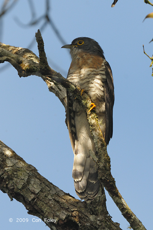 Cuckoo, Dark Hawk @ Richmond Bungalow