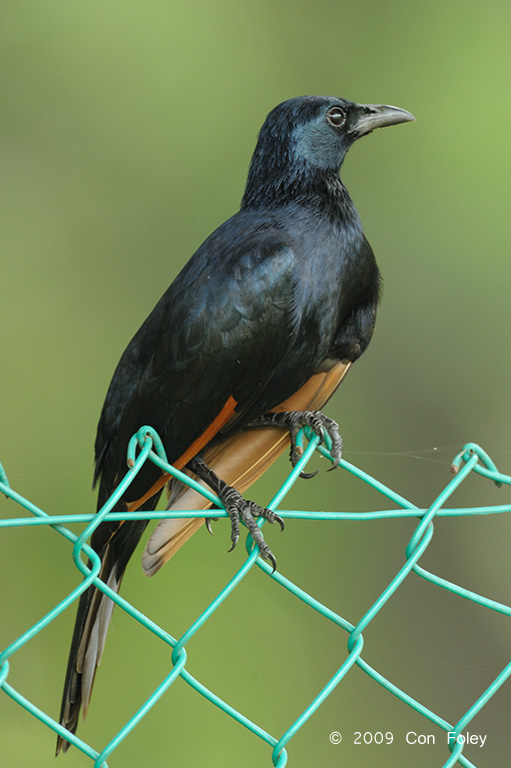 Starling, Red-winged (male) @ Jurong Lake Park