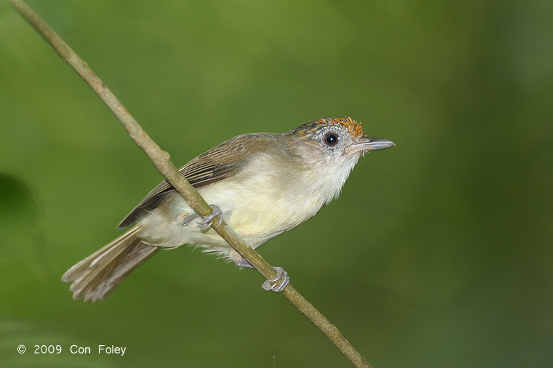 Babbler, Scaly-crowned