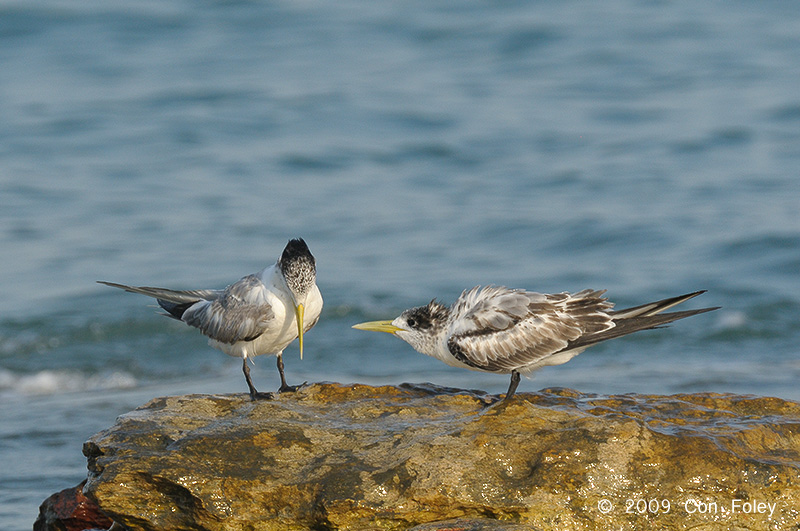 Tern, Crested @ Nightcliff