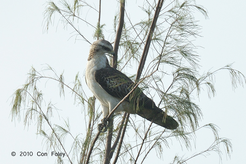 Buzzard, Crested Honey @ Changi