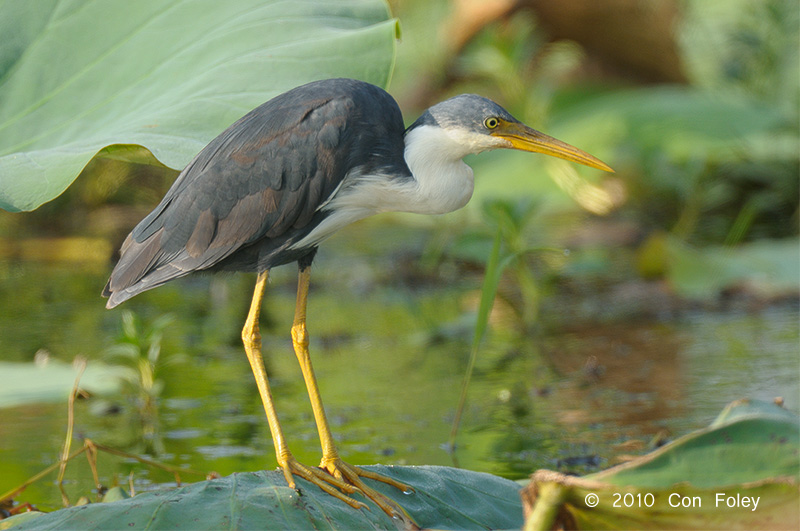 Heron, Pied @ Fogg Dam