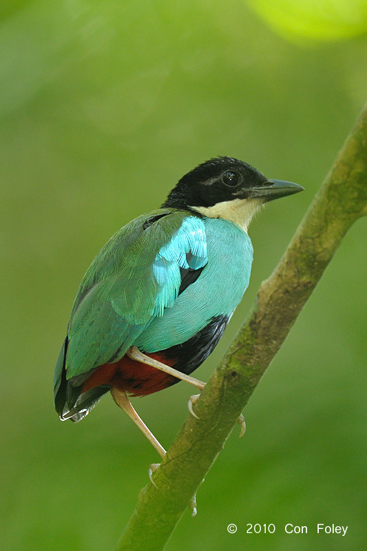 Pitta, Steeres @ Rajah Sikatuna National Park