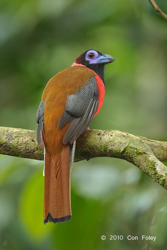 Trogon, Diards (male)