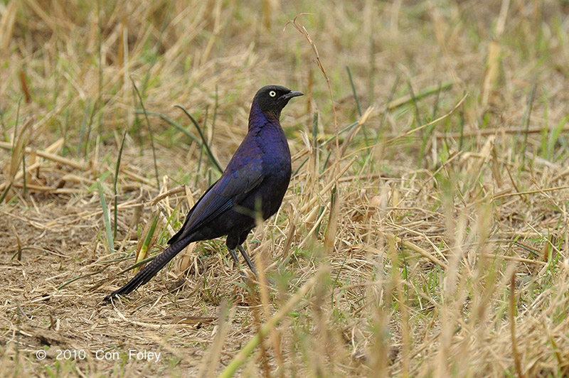 Starling, Ruppells