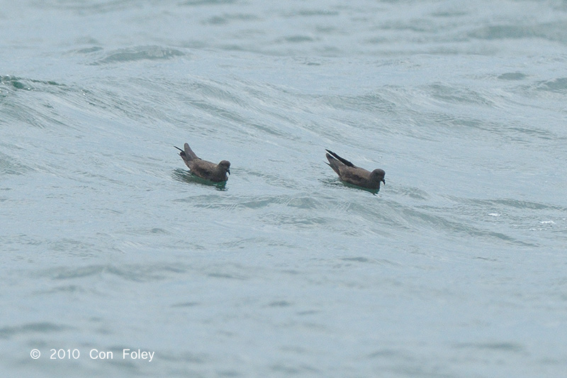 Petrel, Swinhoes Storm @ Straits of Singapore