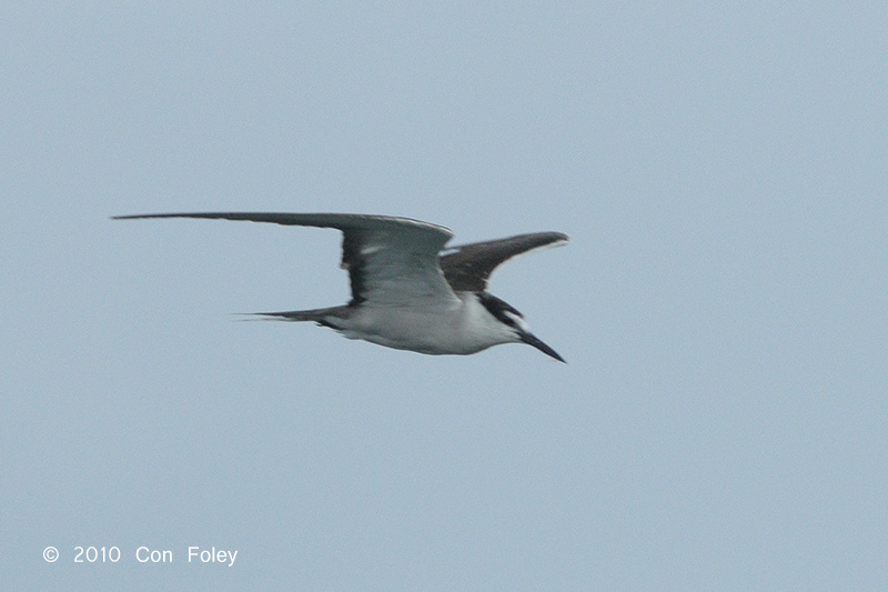 Tern, Bridled @ Straits of Singapore