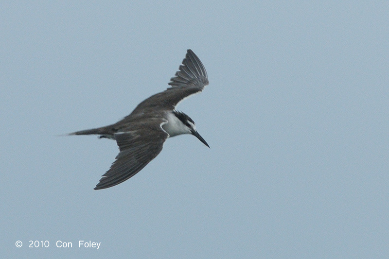 Tern, Bridled @ Straits of Singapore