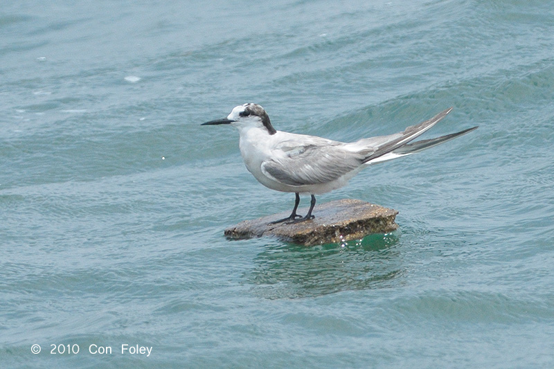 Tern, Aleutian @ Straits of Singapore