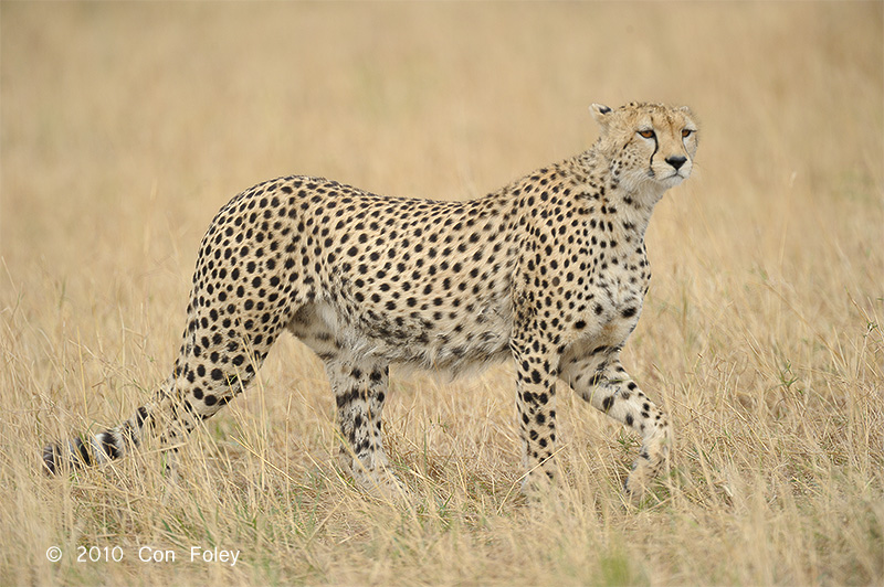 Lone Cheetah