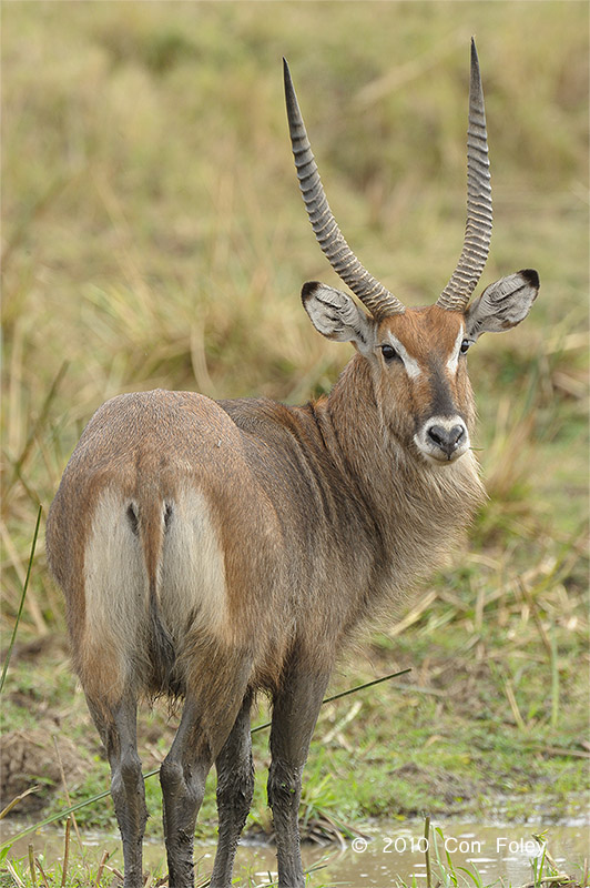 Waterbuck (male)