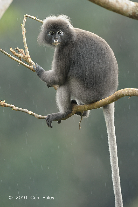 Langur, Dusky @ Langkawi