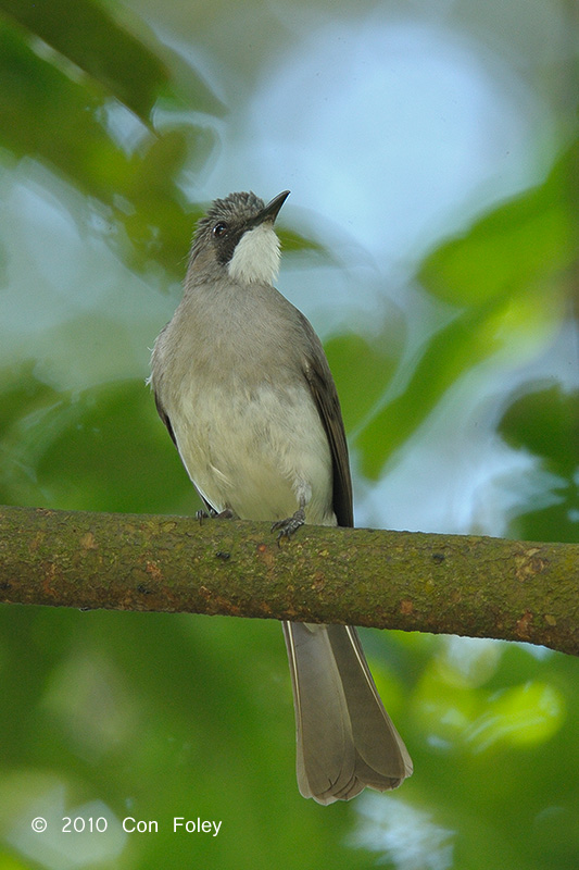 Bulbul, Cinereous @ Bukit Timah