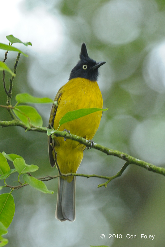 Bulbul, Black Crested @ Bukit Timah